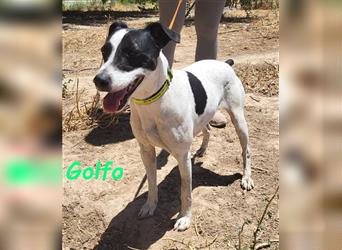 Golfo 05/2019 (ESP) - verspielter, neugieriger und sozialer Ratonero Bodeguero Andaluz!