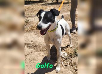 Golfo 05/2019 (ESP) - verspielter, neugieriger und sozialer Ratonero Bodeguero Andaluz!