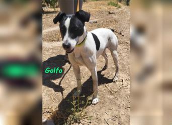 Golfo 05/2019 (ESP) - verspielter, neugieriger und sozialer Ratonero Bodeguero Andaluz!