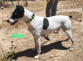 Golfo 05/2019 (ESP) - verspielter, neugieriger und sozialer Ratonero Bodeguero Andaluz!