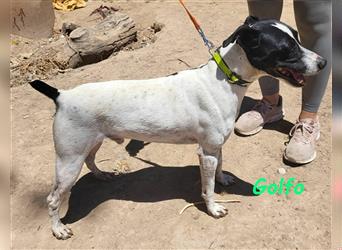 Golfo 05/2019 (ESP) - verspielter, neugieriger und sozialer Ratonero Bodeguero Andaluz!