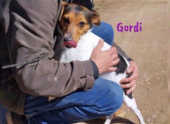 Gordi 04/2017 (ESP) - treue, verschmuste und unkomplizierte Bodeguera!