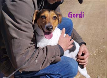 Gordi 04/2017 (ESP) - treue, verschmuste und unkomplizierte Bodeguera!