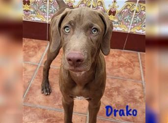 Drako 03/2024 (ESP) - sportlicher Weimaraner-Mix Welpe sucht Rasseliebhaber!