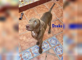 Drako 03/2024 (ESP) - sportlicher Weimaraner-Mix Welpe sucht Rasseliebhaber!