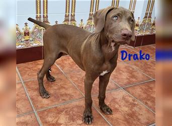 Drako 03/2024 (ESP) - sportlicher Weimaraner-Mix Welpe sucht Rasseliebhaber!