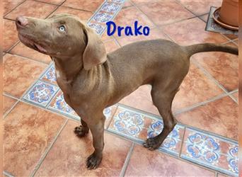 Drako 03/2024 (ESP) - sportlicher Weimaraner-Mix Welpe sucht Rasseliebhaber!