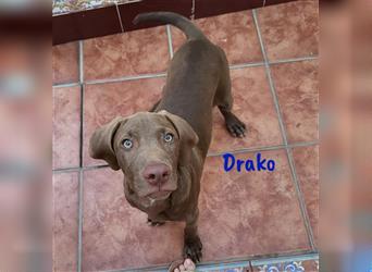 Drako 03/2024 (ESP) - sportlicher Weimaraner-Mix Welpe sucht Rasseliebhaber!