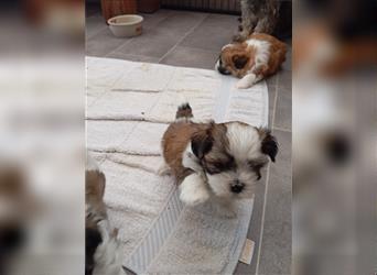 Shih-tzu x Malteser