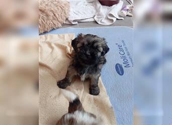 Shih-tzu x Malteser