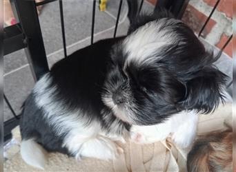 Shih-tzu x Malteser