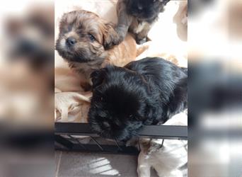 Shih-tzu x Malteser Hündin