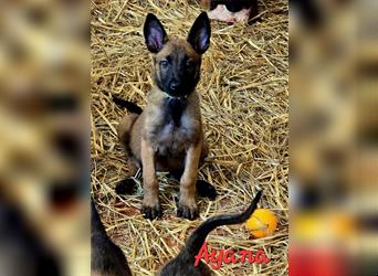 5 Malinois Welpen mit viel Spieltrieb -ABGABRBEREIT--