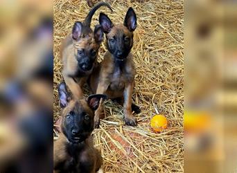 5 Malinois Welpen mit viel Spieltrieb -ABGABRBEREIT--