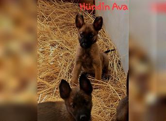 5 Malinois Welpen mit viel Spieltrieb -ABGABRBEREIT--