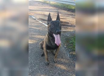 5 Malinois Welpen mit viel Spieltrieb -ABGABRBEREIT--