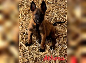 5 Malinois Welpen mit viel Spieltrieb -ABGABRBEREIT--