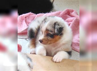 Wunderbare Aussiewelpen in tollen Farben, teilw. mit blauen Augen