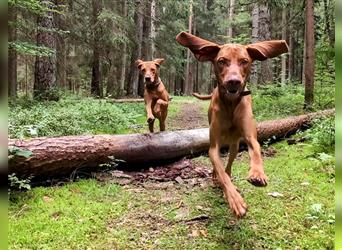 Wurfankündigung Februar 2025 Magyar Vizsla Welpen mit Papieren