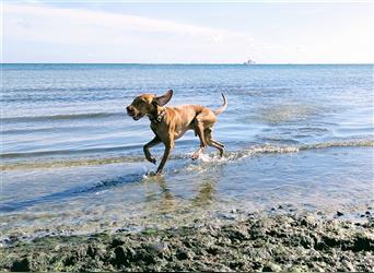 Wurfankündigung Februar 2025 Magyar Vizsla Welpen mit Papieren