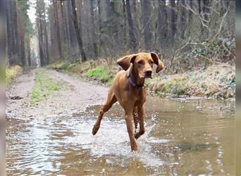 Wurfankündigung Februar 2025 Magyar Vizsla Welpen mit Papieren