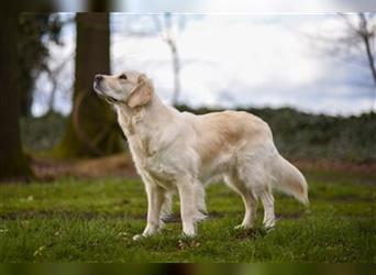 Golden Retriever creme-weiss