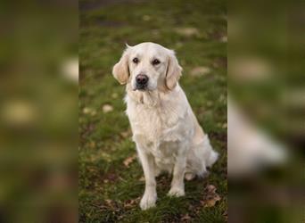 Wurferwartung Golden Retriever weiss