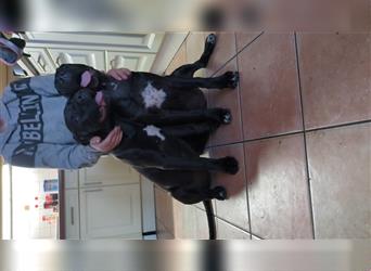 Reinrassige Cane Corso Welpen