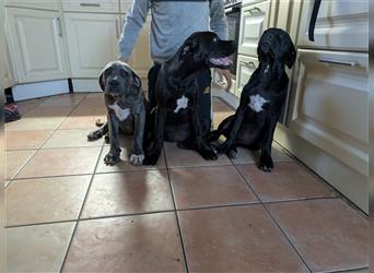 Reinrassige Cane Corso Welpen