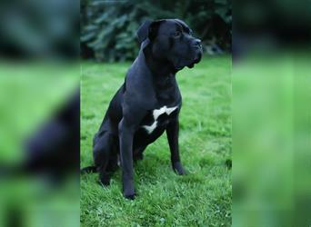 Reinrassige Cane Corso Welpen