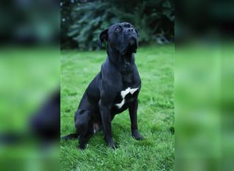 Reinrassige Cane Corso Welpen