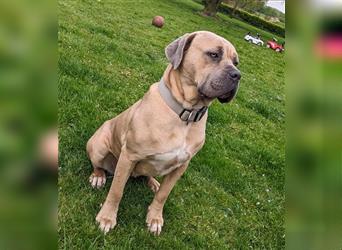 Reinrassige Cane Corso Welpen