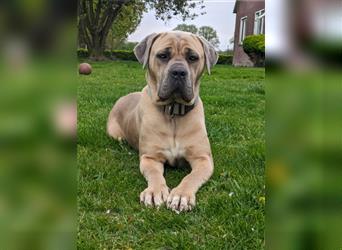 Reinrassige Cane Corso Welpen