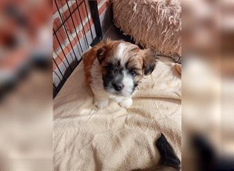 Shih-Tzu x Malteser Rüde