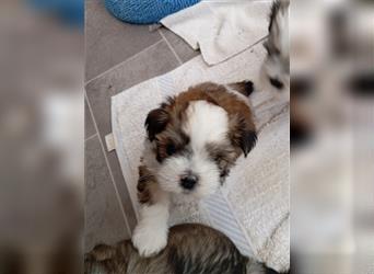 Shih-Tzu x Malteser Rüde