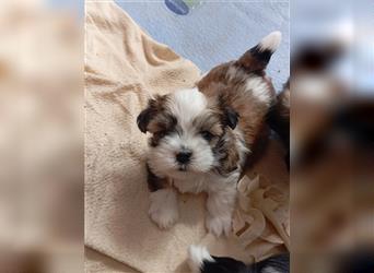 Shih-Tzu x Malteser Rüde