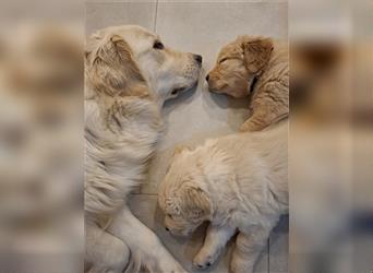 Golden Retriever Welpen