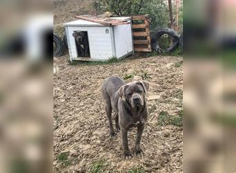 Schönheit Casta sucht ein passendes Zuhause