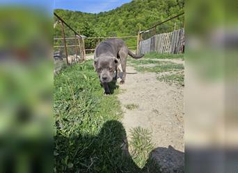 Schönheit Casta sucht ein passendes Zuhause