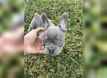 Französische Bulldogge Welpe Lilac