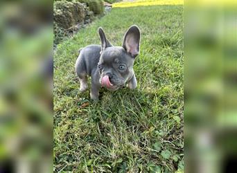 Französische Bulldogge Welpe Lilac