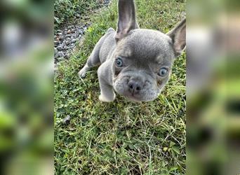 Französische Bulldogge Welpe Lilac