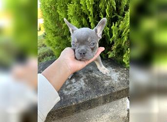 Französische Bulldogge Welpe Lilac