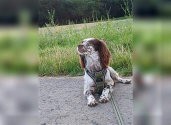 Alba. Englisch Setter in Miniatur Größe