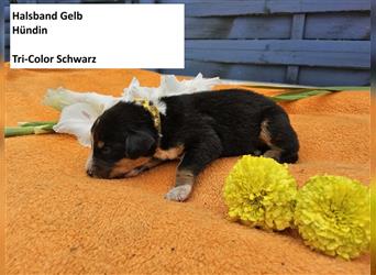 Appenzeller Sennenhunde Welpen, 6 Mädchen, Abgabe ab 15.11.2024