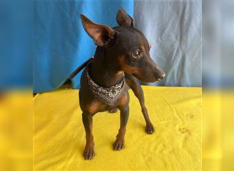 ❤️ extrem zarte kleine TIFFY - 10 Monate, 32cm/4kg - Zwergpinscher-Chihuahua