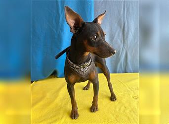 pfiffiger kleiner PABLO - 2 Jahre, 29cm/3,9kg - Zwergpinscher