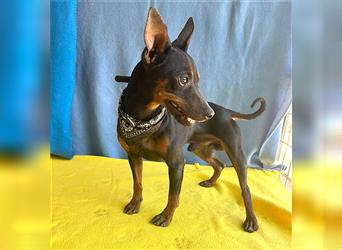 (R) ❤️ extrem zarte kleine TIFFY - 10 Monate, 32cm/4kg - Zwergpinscher-Chihuahua