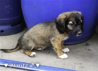 Max und Moritz  - Tibet Terrier Mischlinge suchen ein Zuhause