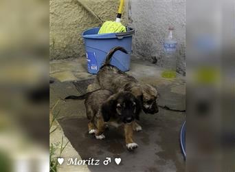 Max und Moritz  - Tibet Terrier Mischlinge suchen ein Zuhause